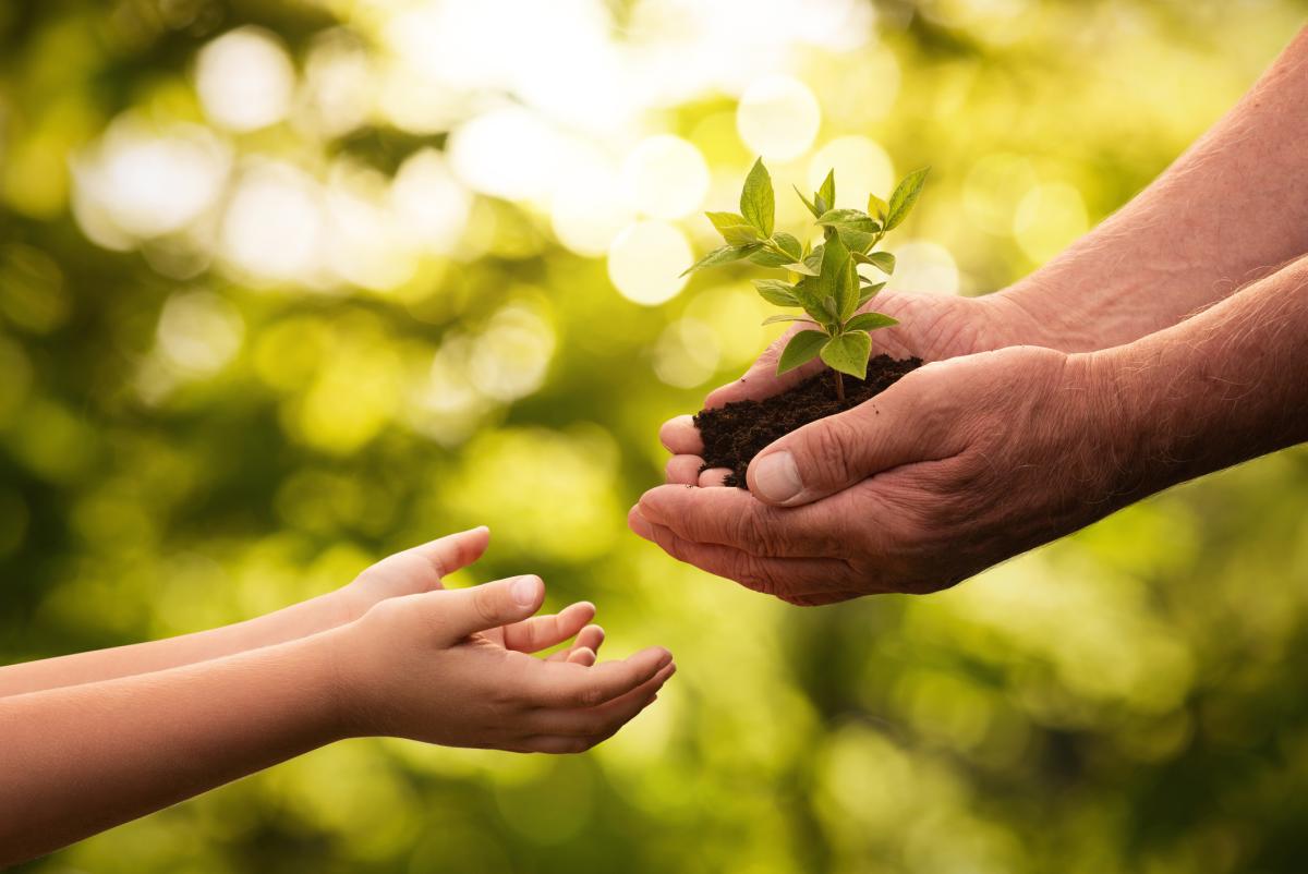 Twee handen, een kleine hand reikt naar een oudere hand die een een plantje vasthoudt